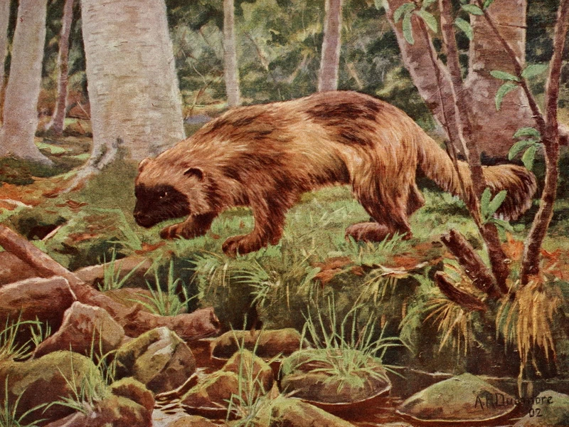 1870-Arthur Vaux Venner Radclyffe Dugmore - Wolverine o cargajou (Gulo luscus)